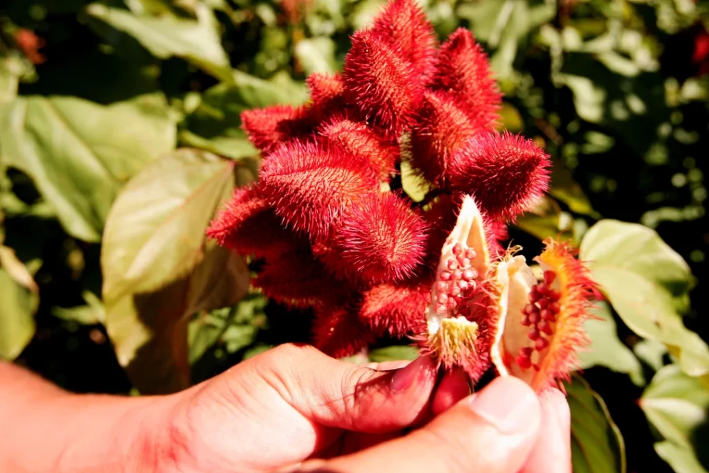 organic annatto fruit seeds.