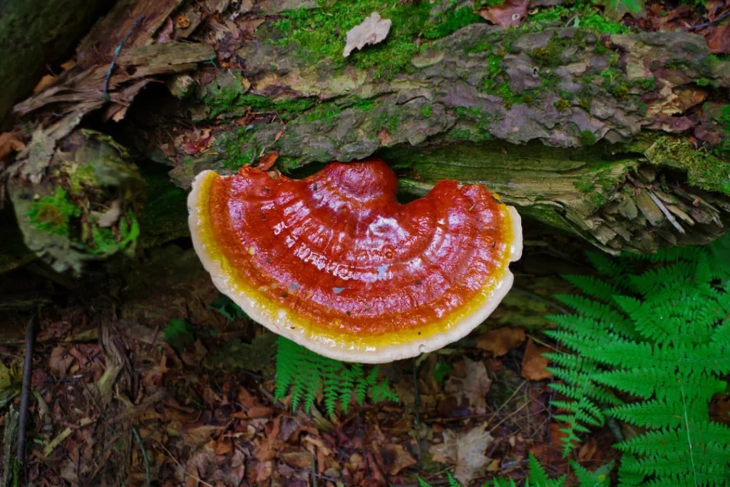 Mushroom having red pigmentation.