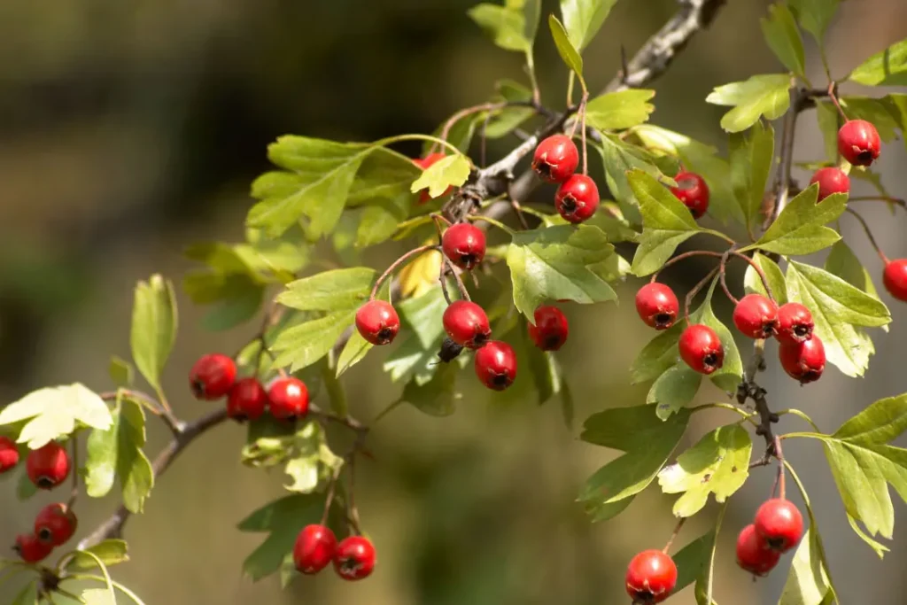 Hawthorn berry helps to manage blood pressure.