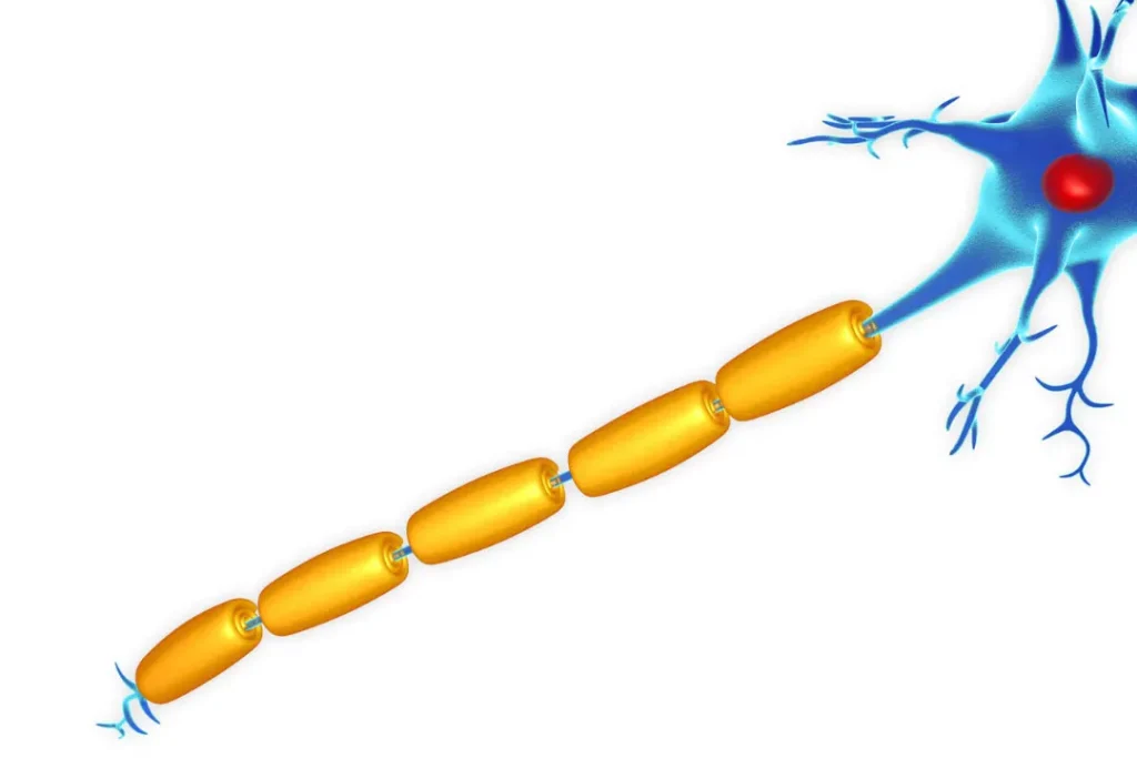 Myelin sheath.