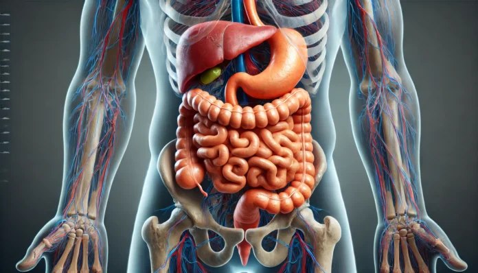 A highly detailed anatomical illustration of the human digestive system, highlighting the small intestine as the primary site of digestion. The stomach, liver, pancreas, and intestines are displayed with semi-transparent layering for internal visibility.