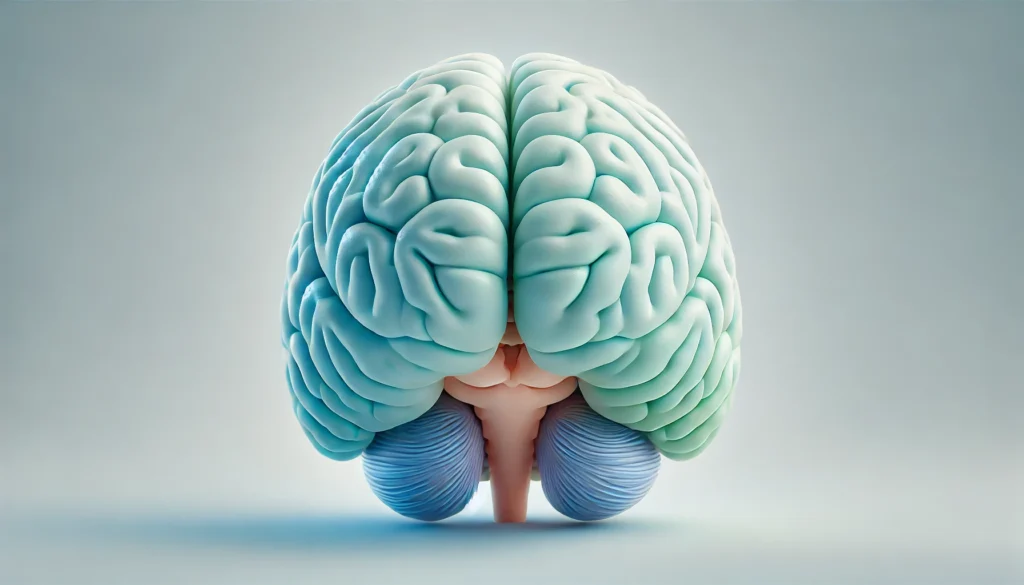 3D rendering of the human brain highlighting both the cerebrum and cerebellum, with soft color differentiation and anatomical accuracy in a clinical visual style.