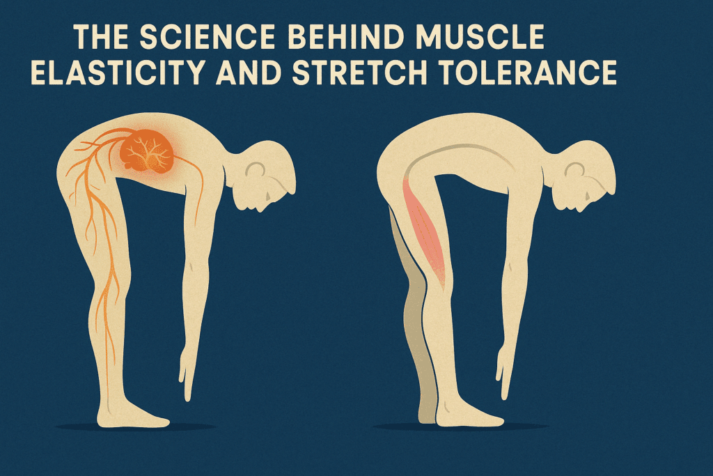 Science diagram comparing nervous system tension and muscle adaptation in the best stretches for sore legs