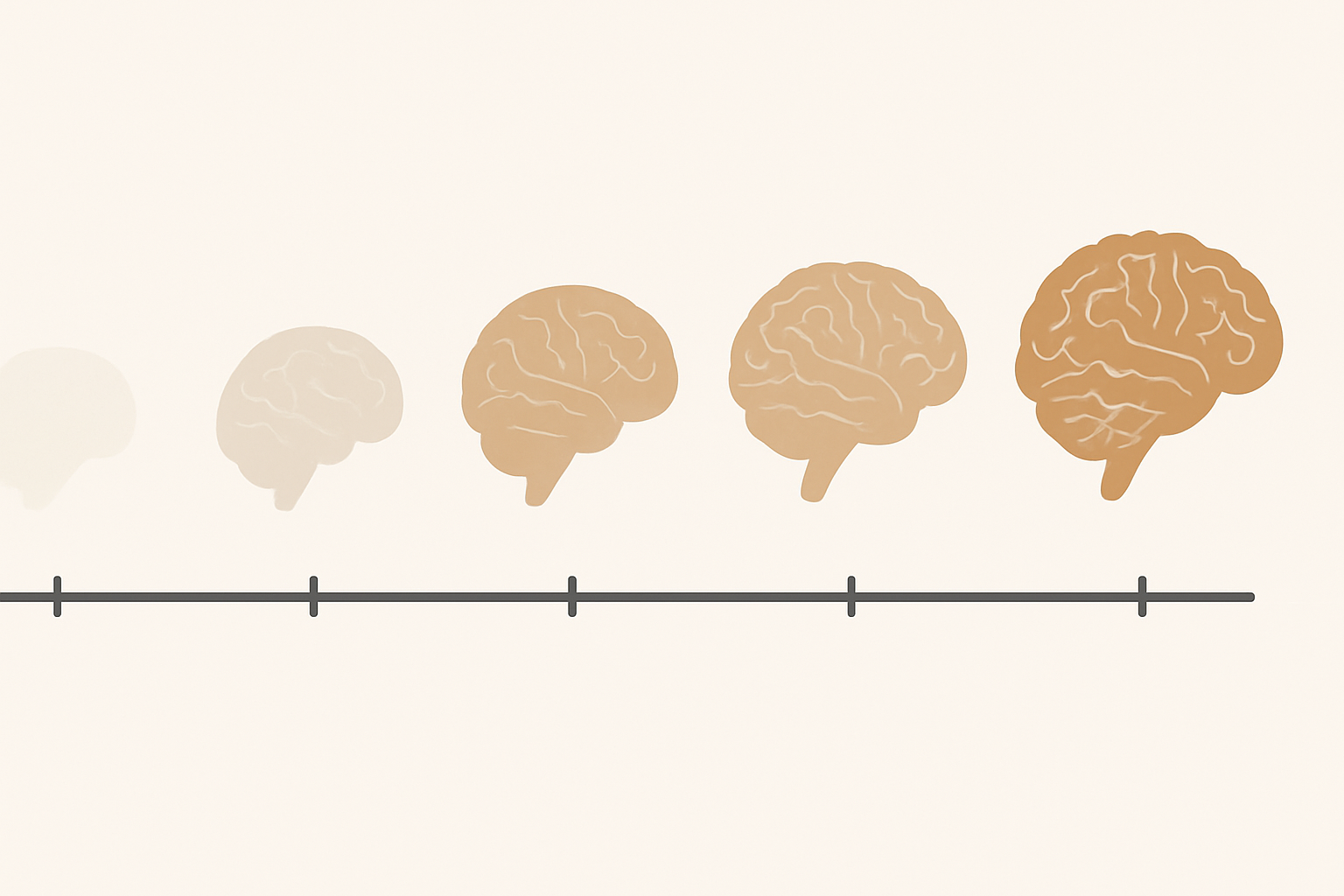 Clean illustration of a mild cognitive impairment timeline showing five brain icons gradually becoming more detailed from early adulthood to old age.