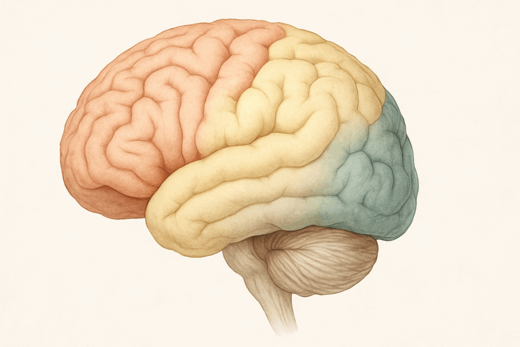 Realistic anatomical diagram showing color-coded lobes of the human brain, visually illustrating Understanding the Cerebrum.