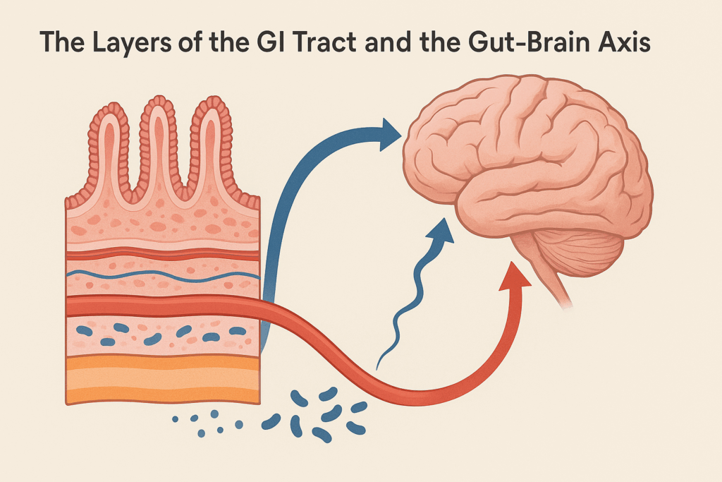 Cross-section diagram showing the layers of the digestive system with arrows linking each layer to the brain via the gut-brain axis.