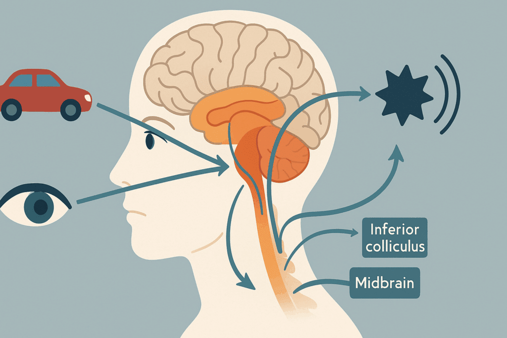 Illustration showing how the middle brain works, focusing on how the midbrain processes visual and auditory stimuli. The image highlights the role of the superior and inferior colliculi in coordinating reflexive movements, such as turning the head toward a sound or focusing on an object, and their connection to higher brain regions.