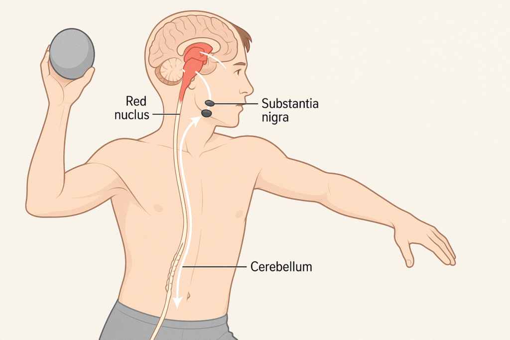 Illustration of how the middle brain works, highlighting the role of the red nucleus and substantia nigra in motor coordination. The human figure is depicted in motion, with arrows connecting key brain regions to the body’s movements, showcasing how the midbrain orchestrates voluntary movement in coordination with the cerebellum.
