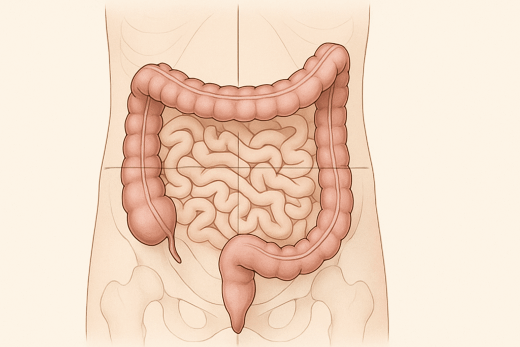 Medical illustration showing how the small and large intestine work together within the abdominal quadrants, highlighting their spatial relationship