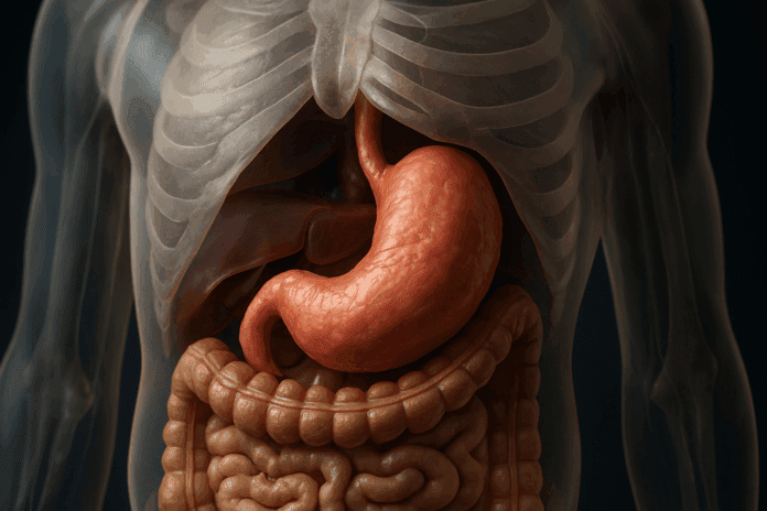 Highly detailed medical illustration showing the stomach and nearby organs inside a transparent torso, for Understanding Your Stomach