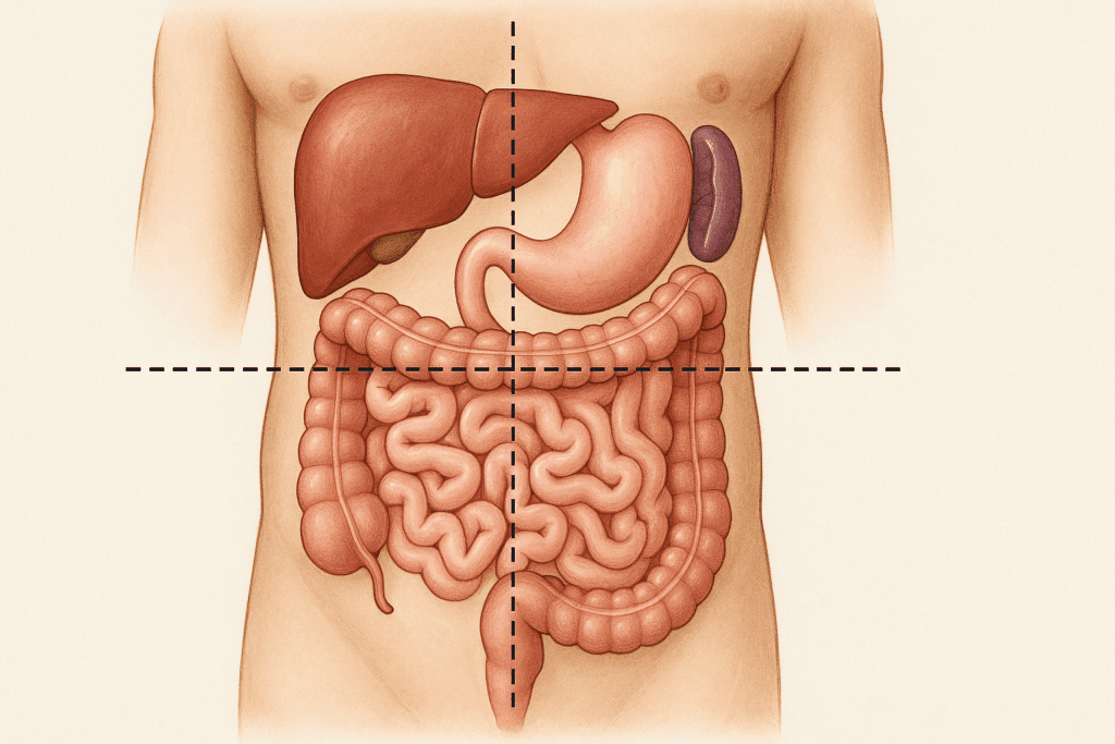 Realistic anatomical illustration of the human abdomen showing organ placement, supporting the topic Understanding Your Stomach.