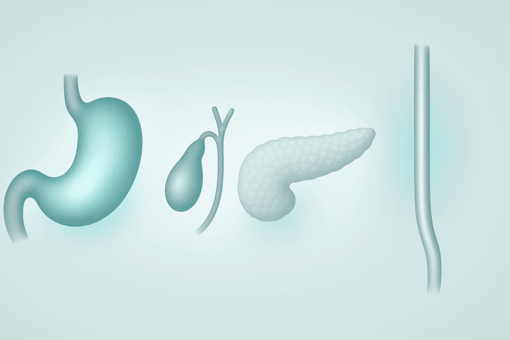 Clinical illustration showing the stomach, gallbladder, pancreas, and esophagus connected to abdominal discomfort, explaining why does my stomach feel tight