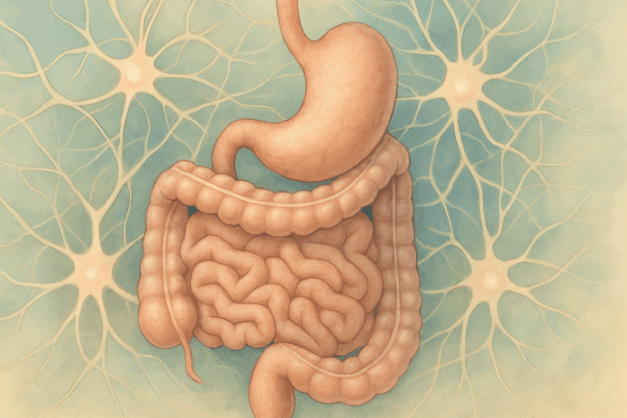 Artistic illustration of the human digestive system showing stomach and intestines connected by a neural network, symbolizing why the stomach hurt after a bowel movement.