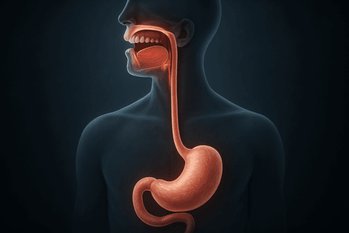 Detailed anatomical illustration of the human upper digestive system showing the mouth, esophagus, stomach, and duodenum against a dark background